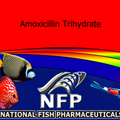 Amoxicillin Trihydrate