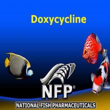 Doxycyline